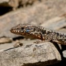 Bild 3: Wie im Nationalparkplan erläutert, hat die europaweit geschützte Mauereidechse im Nationalpark Eifel ihr größtes nordrhein-westfälisches Vorkommen (Foto: Nationalparkverwaltung Eifel/Andreas Pardey)