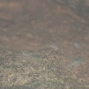 Bild 4: Die nachtaktiven Steinkrebse suchen sich schnell ein Versteck unter Steinen, Wurzeln und Totholz.