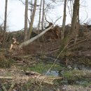 Bild 4: Die naturnahe bachbegleitende Pflanzenwelt beheimatet in Zukunft viele heimische und teilweise selten gewordene Tiere. Foto Nationalparkverwaltung