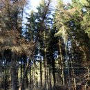 Bild 4: Die sechs Tonnen Zugkraft der Seilwinde bringen die Fichte von der Vertikalen langsam in Schräglage und nach etwa 15 Sekunden in die Horizontale. Foto: Nationalparkverwaltung