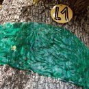 Bild 4: Zur Käfererfassung in Wäldern werden Leimringe um Baumstämme gelegt. (Foto: Dr. Andreas Pardey)