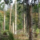 Bild 6: Entstehende Wildnis im Nationalpark Eifel: eigendynamische Waldentwicklung unter zusammenbrechenden Fichten im Kermeter. (Foto: S. Lehrke)