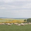 Bildquelle: Nationalparkforstamt Eifel