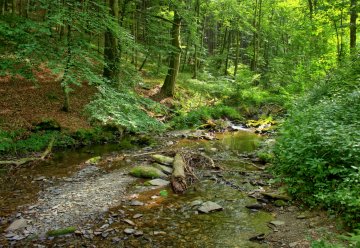 Boden, Klima und Gelände schaffen unterschiedliche Lebensräume 