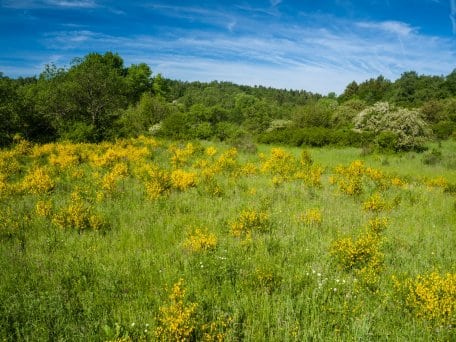 Bon nombre de ces types d’habitats dans lesquels on trouve également des espèces rares d’animaux et de plantes régressent peu à peu, voire disparaissent totalement.