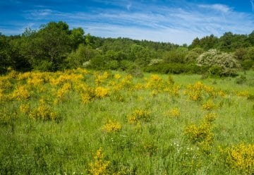 Bon nombre de ces types d’habitats dans lesquels on trouve également des espèces rares d’animaux et de plantes régressent peu à peu, voire disparaissent totalement.