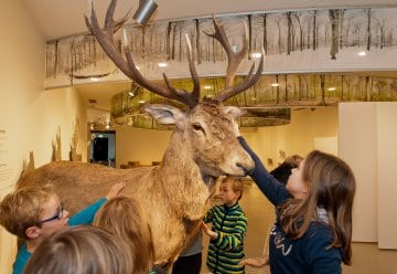 Bunte Blätter, Brunft &amp; Co. – Herbst im Zentrum