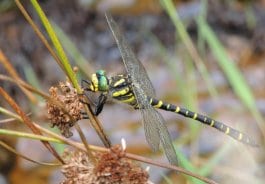 Cordulegaster boltonii