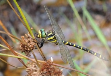Cordulegaster boltonii 