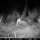 Dank eines Monitoring-Projektes liegen erstmals standardisierte Daten für den Bestand der Wildkatze vor. Mehr als 120 „Eifeltiger“ leben im Nationalpark Eifel. 