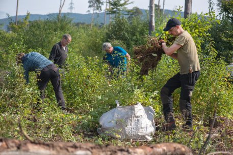 Das Bergwaldprojekt ist Anfang September im Nationalpark Eifel zu Gast: In der Einsatzwoche engagieren sich die Freiwilligen beispielsweise, indem sie die invasive Art Spätblühende Traubenkirsche entfernen.