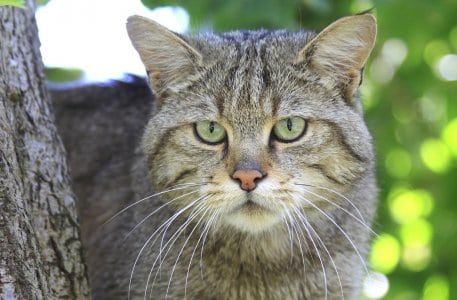 Das Bild zeigt die seltene Wildkatze, die im Nationalpark Eifel heimisch ist..