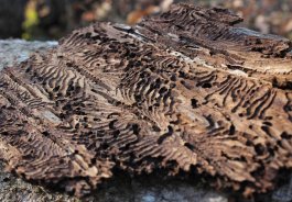Das Fraßbild des Buchdruckers erinnert an ein aufgeschlagenes Buch - das gab dem kleinen Käfer seinen Namen.