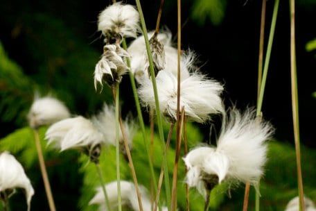 Das Scheiden-Wollgras ist eine Charakterpflanze der Hoch- und Zwischenmoore. 