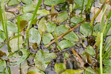 Das Schwimmende Laichkraut (Potamogeton natans) wurzelt am Gewässergrund.