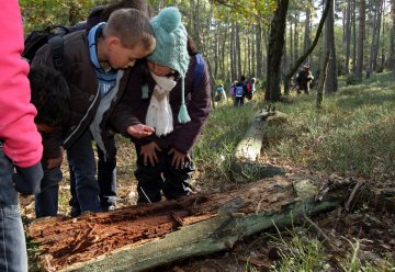 Dass Totholz keinesfalls tot ist, zeigt sich am besten, wenn man ganz genau hinschaut!