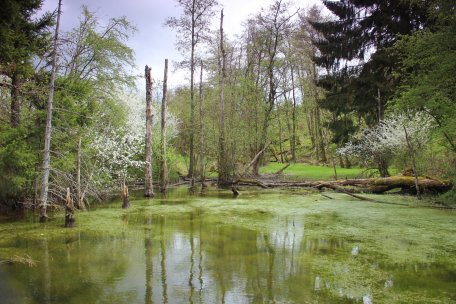 De flora en fauna van de stuwvijvers is bijzonder gevarieerd en divers.