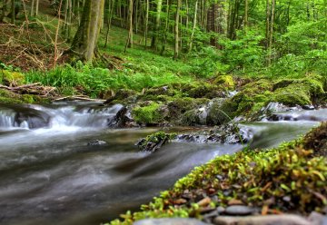 Den Nationalpark durchziehen kleine Bäche - sie sind wertvoller Lebensraum für eine Vielzahl an (Klein)Lebewesen.