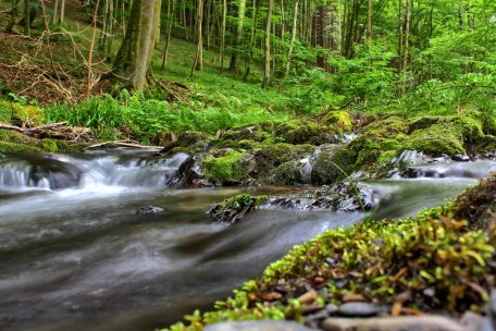 Den Nationalpark durchziehen kleine Bäche - sie sind wertvoller Lebensraum für eine Vielzahl an (Klein)Lebewesen.