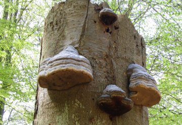 Den Zunderschwamm findet man besonders auffällig an alten Buchenstämmen.