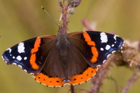 Der Admiral, ein Wanderfalter, der im Frühjahr aus Südeuropa zu uns kommt, schafft es mittlerweile immer öfter in Deutschland zu überwintern. 