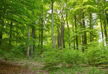 Der Buche kommt eine besondere Bedeutung im Nationalpark Eifel zu, da sie vor der intensiven Einflussnahme des Menschen den Hauptanteil an der Waldvegetation der Eifel bildete.