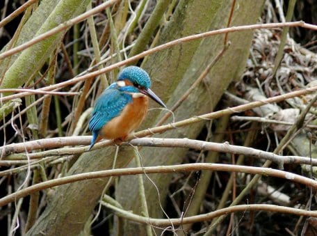 Der Eisvogel ist in seinem Bestand in Nordrhein-Westfalen gefährdet, was mit der schlechten Wasserqualität vieler Flüsse und der Nahrungsarmut wie auch mit der Seltenheit natürlich strukturierter Ufer zusammenhängt
