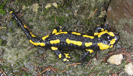Der Feuersalamander ist eine europäische Amphibienart.