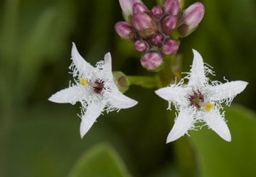 Der Fieberklee (Menyanthes trifoliata) ist wegen seiner dreigeteilten Blätter als "Klee" benannt worden, aber nicht mit dem Wiesenklee verwandt.