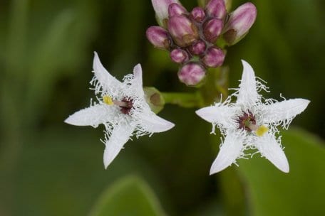 Der Fieberklee (Menyanthes trifoliata) ist wegen seiner dreigeteilten Blätter als "Klee" benannt worden, aber nicht mit dem Wiesenklee verwandt.
