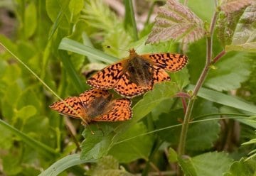 Der Hochmoor-Perlmuttfalter im Nationalpark Eifel