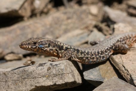 Der Nationalpark Eifel ist Heimat der größten zusammenhängenden Mauereidechsen-Population Nordrhein-Westfalens.