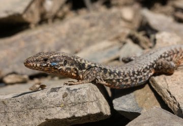Der Nationalpark Eifel ist Heimat der größten zusammenhängenden Mauereidechsen-Population Nordrhein-Westfalens.
