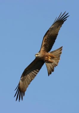 Der Schwarzmilan brütet im Schutz der hohen Laubbäume.