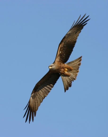 Der Schwarzmilan brütet im Schutz der hohen Laubbäume.