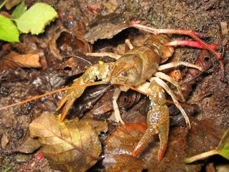 Der Steinkrebs ist in NRW akut vom Aussterben bedroht. Foto: S. Kaminsky