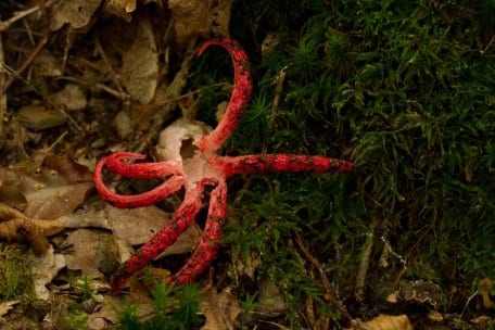 Der Tintenfischpilz ist ein seltener, aber auffälliger Neubürger aus Australien und Neuseeland.