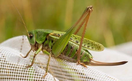 Der Warzenbeißer zählt mit seinen über vier Zentimeter Körperlänge zu den großen Heuschrecken des Nationalparks. 