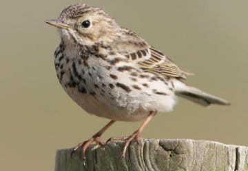 Der Wiesenpieper brütet auf den Wiesen und Weiden der Dreiborner Hochfläche.