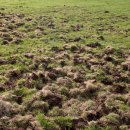 Der hohe Wildschweinbestand führt zur Zeit zu erheblichen Schäden auf Wiesen und Weiden in der Nordeifel. 