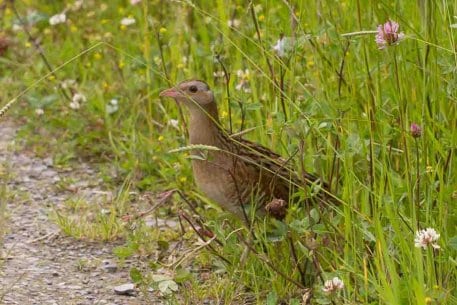 Der seltene Wachtelkönig Crex, crex, gesichtet im Nationalpark Eifel