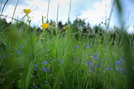 Der zweitgrößte Flächenanteil im Nationalpark Eifel entfällt - nach Wäldern - auf Grünlandflächen.