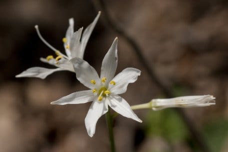 Die Astlose Graslilie (Anthericum liliago) fühlt sich an warmen, trockenen Standort wohl.