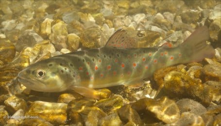 Die Bachforelle fühlt sich im kalten, sauerstoffreichen Wasser wohl.