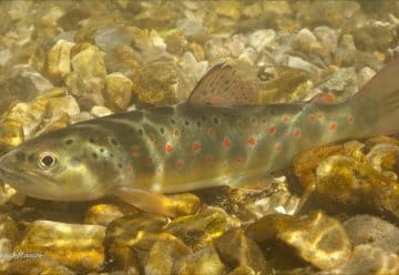 Die Bachforelle fühlt sich im kalten, sauerstoffreichen Wasser wohl.