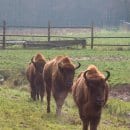 Die Bildbeschreibung finden Sie bitte unter der PM. Bildautor: A. Pardey