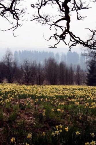 Die Gelbe Wildnarzisse genießt einen hohen Schutzstatus und ist für BesucherInnen des Nationalpark Eifel von den Wegen aus zu erleben. Foto: N. Kolster
