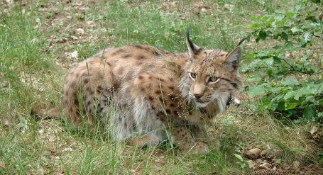 Die Initiative Luchs und Co. soll Vertrauen und Toleranz für die natürliche Räuber-Beute-Beziehung fördern. Ziel ist die Verbesserung der Lebensräume von Luchs, Fischotter, Baummarder, Uhu und anderen seltenen Arten.