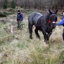 Die Kaltblüterstute Fleure zieht Totholzstämme bis zum Bachbett in der Doppelsief. Foto: Nationalparkverwaltung Eifel