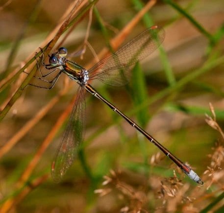 Die Kleine Binsenjungfer wurde erst im letzten Jahr durch Lutz Dalbeck von der Biologischen Station im Kreis Düren bei einer gemeinsamen Exkursion auf der Dreiborner Hochfläche bestimmt. Foto: L. Dalbeck